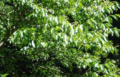 Rừng cây cánh kiến trắng nguồn nguyên liệu tạo nên mật ong bồ đề hoa